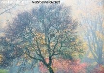 syksyn-puu