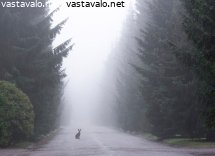 aamu-hautausmaalla
