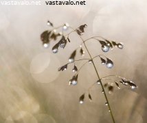 pisarat