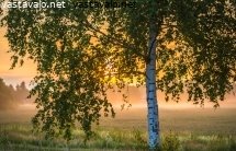 aamun-koivu