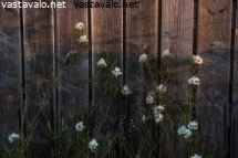 suopursu-kesaillassa-riihen-lautaseinalla