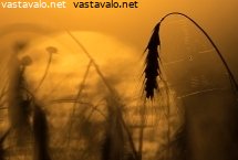 pieni-peto-kesaillassa