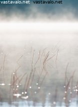 syysaamun-vesikasvit