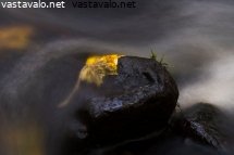 lehti-tarrautuneena-kiveen