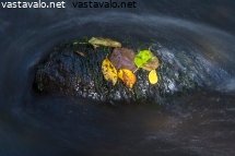 syksyn-lehdet-kivella