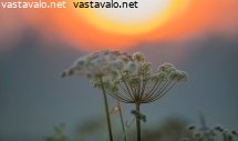 kesaillan-kasvi