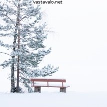 penkki-nasijarven-rannalla