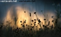 kesaillan-kasvit