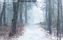 polku-sumuisessa-metsassa
