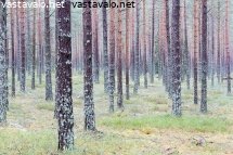 lumeton-jouluaatto-ja-talousmetsa