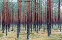 jouluaatto-lumettomassa-talousmetsassa