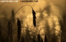 kesailta-pellon-varrella