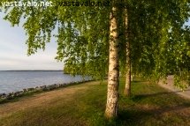 rantapuiston-koivut-kevatillassa