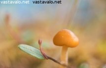 pikkuruinen-sieni