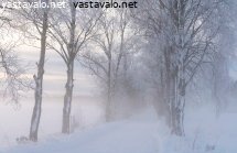 talviillan-koivukuja