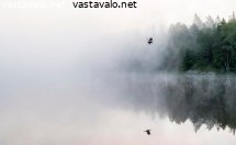 kurkien-lento-usvaaamuna
