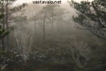 kesaaamu-suolla