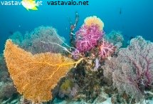 kuollutta-ja-elavaa-korallia