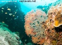 kuolemassa-oleva-meriviuhka