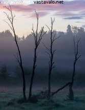 kesaaamun-kuolleet-puut