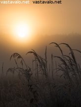 syysaamun-heiunat