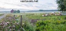 aamu-viikissa