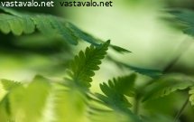 kevaan-lehtia