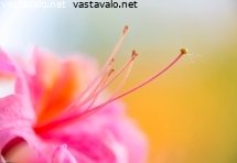 kevatillan-puistoatsalea