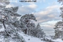 talvinen-rantamannikko