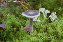 haaraheltta