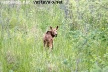 pikkuhirvi