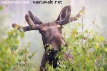 hirvi