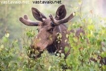 hirvi