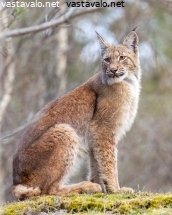 ilves