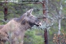 hirvi-kuuntelee