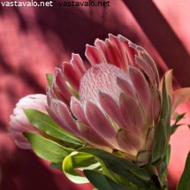protea