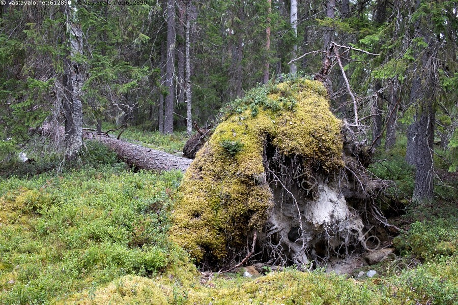 Kuva: Mänty on kaatunut - mänty kangasmetsä havumetsä kaatunut puu ...