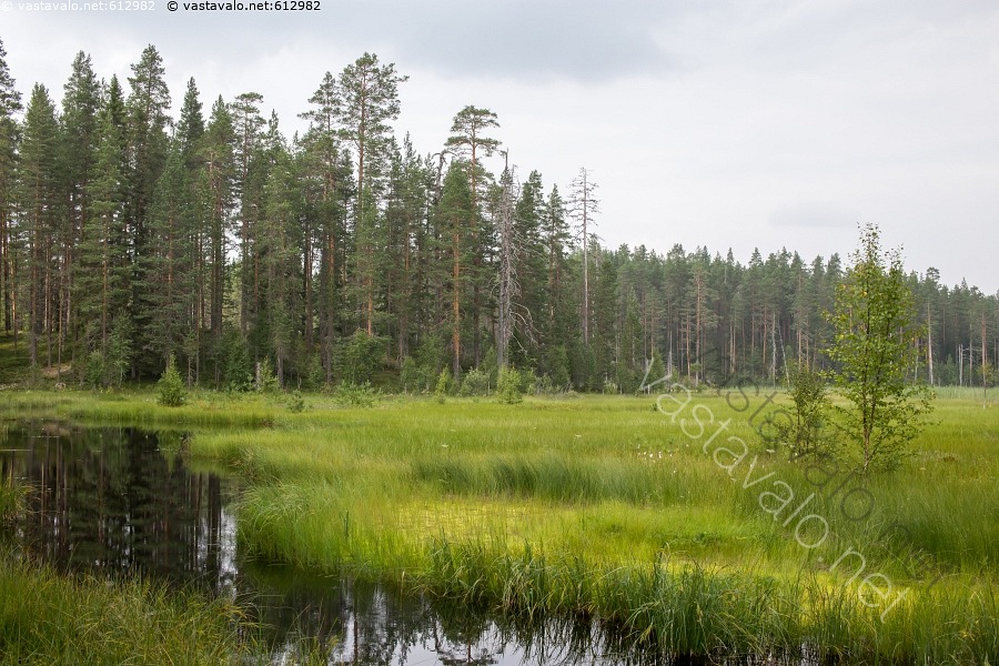 Kuva: Luhtaa ja metsää - luhta suo kosteikko metsä kelo saraikko kostea ...