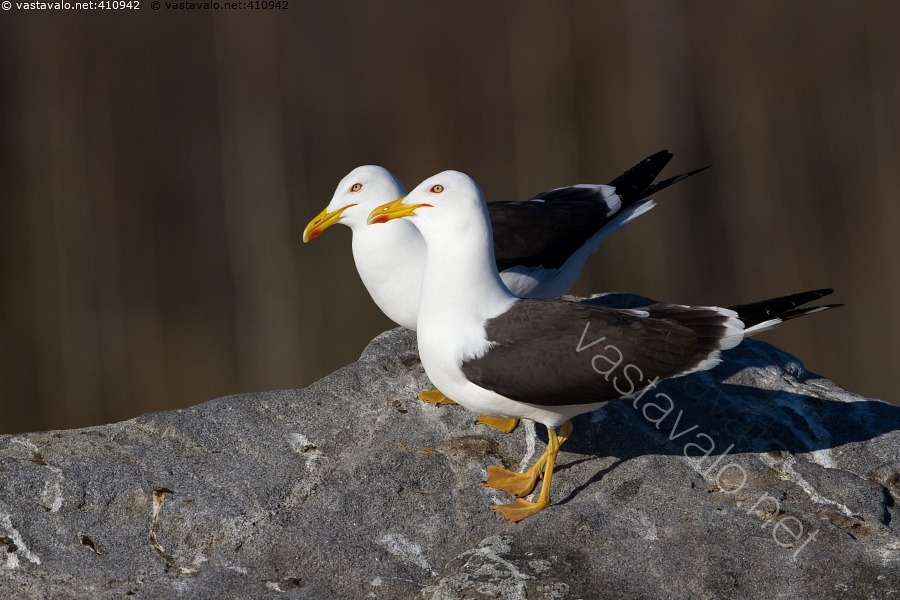 kuva-selk-lokkipariskunta-1-larus-fuscus-lintu-linnut-lokit-lokki