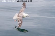 myrskylinnun-peilikuva