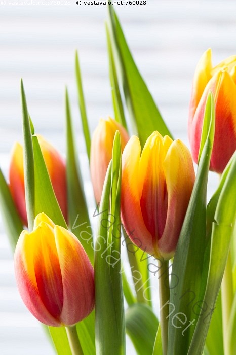 Kuva Tulppaaneja Tulppaani Tulppaanit Värikäs Värikkäät - 