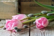 pajunkissoja-ja-tulppaaneita