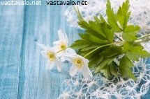 valkovuokkoja