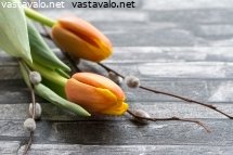 tulppaanit