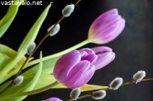tulppaaneja-paasiaiseksi