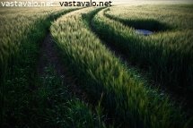 jaljet