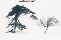 kaksi-vaivaista