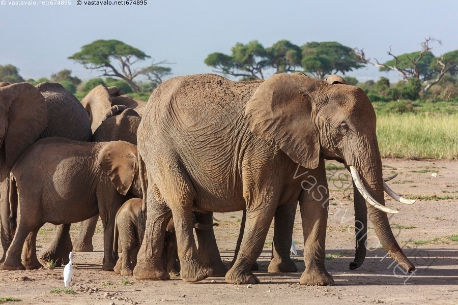 Dicks kanssa cum niitä