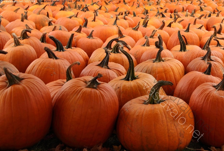 kuva-kurpitsat-kurpitsa-kurpitsat-cucurbita-pepo-tyvi-kanta-oranssi