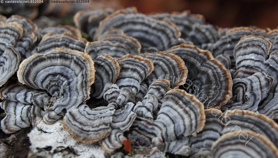 Kuva Silkkivy k p K p Vy k p Sieni Lahottaja Trametes kuva-silkkivy-k-p-k-p-vy-k-p-sieni-lahottaja-trametes